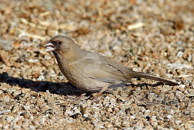 Adult
Maricopa Co., AZ
November 2006 stock-image by Agami/Brian E Small,