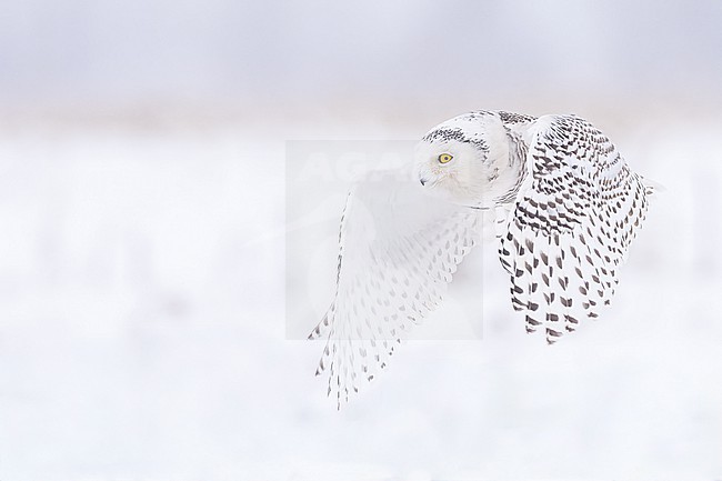 Snowy Owl (Bubo scandiacus) in snow covered landscape in Ontario Canada. stock-image by Agami/Marcel Burkhardt,