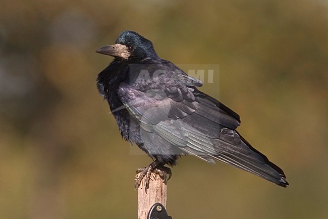 Rook perched; Roek zittend stock-image by Agami/Harvey van Diek,