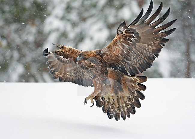 Steenarend jagend in de winter; Golden Eagle hunting in winter stock-image by Agami/Markus Varesvuo,