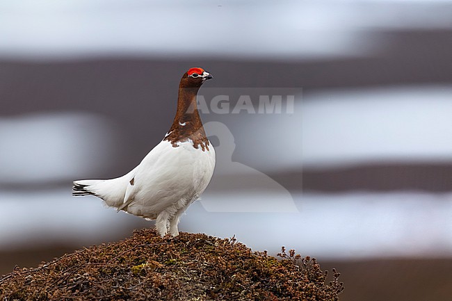 Adult Willow Grouse (Lagopus lagopus) on the arctic tundra of Norway. stock-image by Agami/Daniele Occhiato,