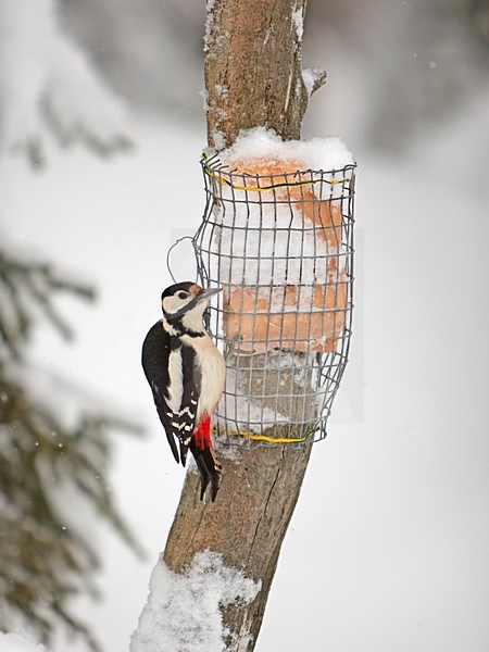 Great Spotted Woodpecker female on feeder, Grote Bonte Specht vrouwtje op voer stock-image by Agami/Markus Varesvuo,