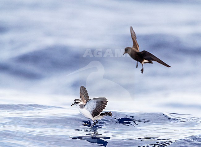 White-faced Storm Petrel (Pelagodroma marina) foraging on the Atlantic Ocean off the Madeira islands. Standing on the water like Jezus with Wilson’s Storm Petrel in the background. stock-image by Agami/Marc Guyt,