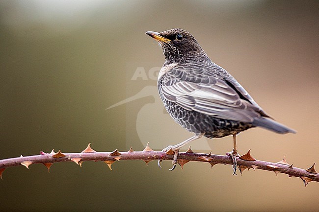 Ring Ouzel, Beflijster, Turdus torquatus alpestris stock-image by Agami/Oscar Díez,