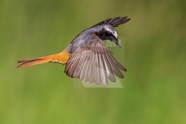 Common Redstart (Phoenicurus phoenicurus), side view of an adult male in flight, Campania, Italy stock-image by Agami/Saverio Gatto,