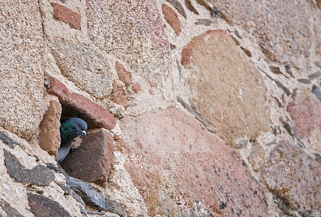 Stadsduif in broedhol; Feral Pigeon in nest hole stock-image by Agami/Markus Varesvuo,
