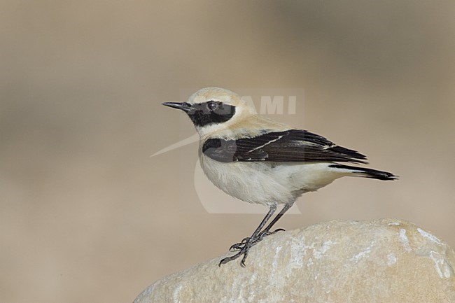 Western Black-eared Wheatear male perched on stone, Blonde Tapuit mannetje zittend op steen stock-image by Agami/Daniele Occhiato,