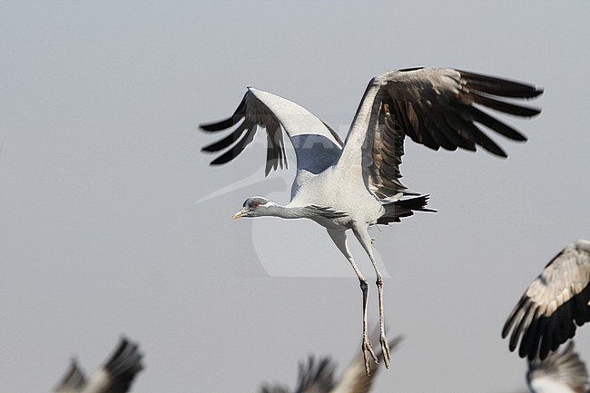 Jufferkraanvogel in vlucht; Demoiselle Crane (Anthropoides virgo) in flight stock-image by Agami/James Eaton,