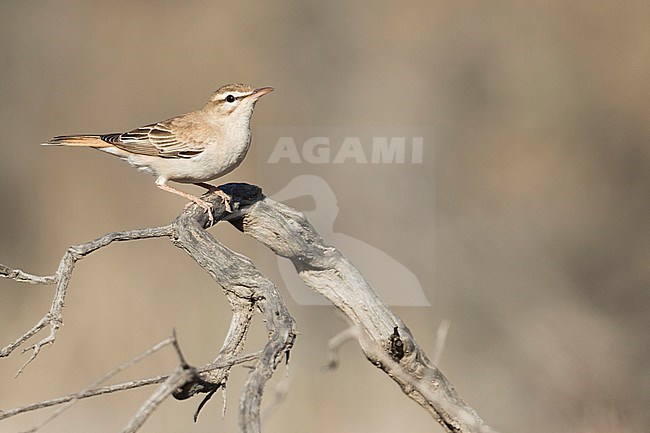 Rufous-tailed Scrub-robin - (Cercotrichas galactotes ssp. familiaris) Tajikistan, adult stock-image by Agami/Ralph Martin,