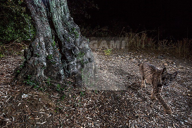 Iberian lynx (Lynx pardinus) in Cordoba, Spain. Photographed with camera trap. stock-image by Agami/Oscar Díez,