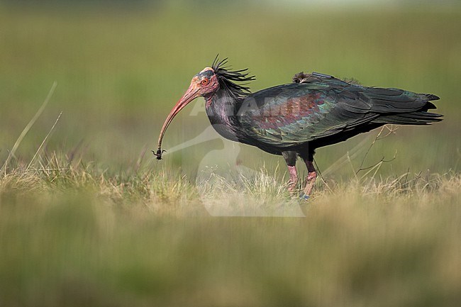 Northern Bald Ibis - Waldrapp - Geronticus eremita, Germany (Baden-Württemberg), adult stock-image by Agami/Ralph Martin,