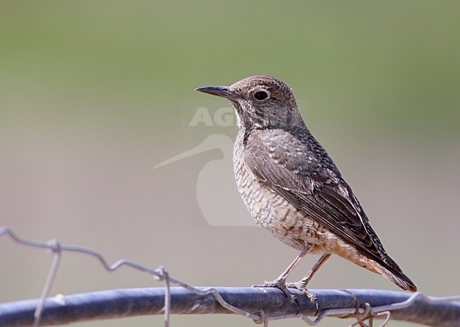 Onvolwassen vrouwtje Rode Rotslijster; Immature female Rufous-tailed Rock Thrush stock-image by Agami/Markus Varesvuo,