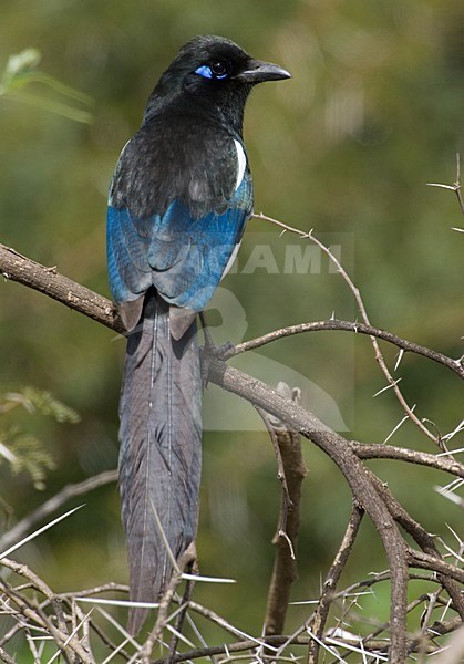 Maghrebekster in zit; Maghreb Magpie perched stock-image by Agami/Daniele Occhiato,