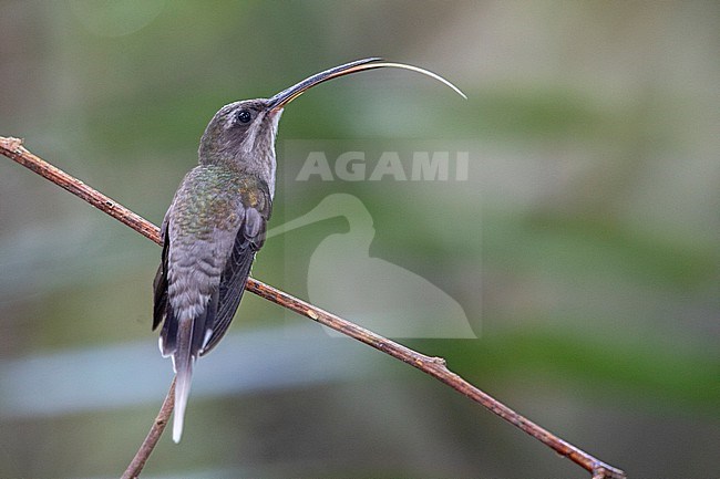 White-bearded Hermit (Phaethornis hispidus) at Puerto Maldonado, Peru. stock-image by Agami/Tom Friedel,