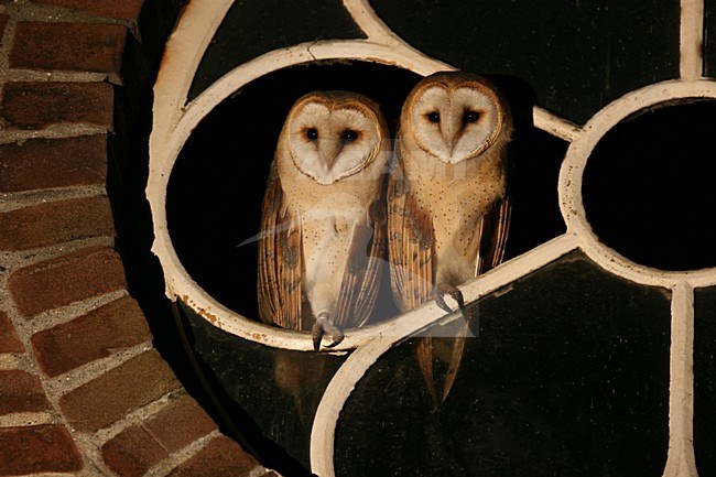 Barn Owl perched in a window; Kerkuil zittend in een raam stock-image by Agami/Chris van Rijswijk,