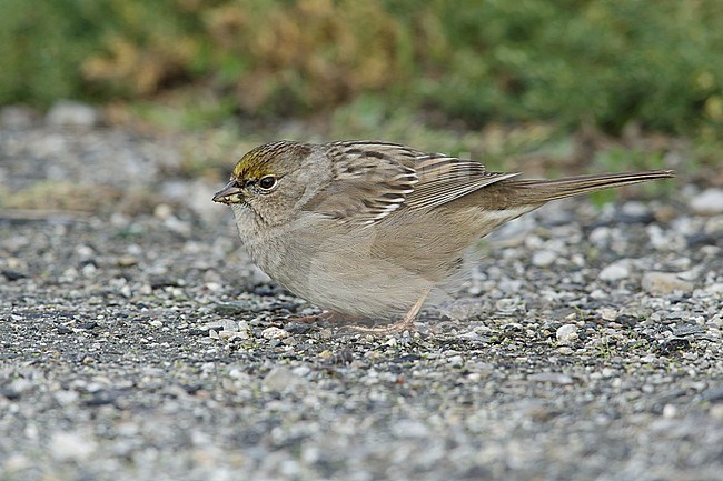Wintering adult Golden-crowned Sparrow, Zonotrichia atricapilla) in non-breeding plumage. Foraging on the ground in Santa Clara County, California, USA. stock-image by Agami/Brian E Small,