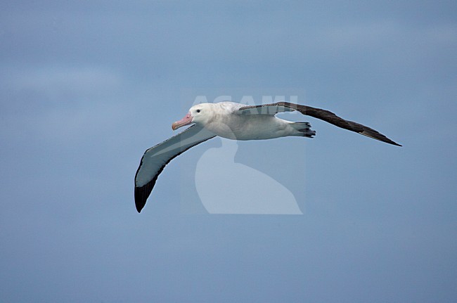 Grote Albatros vliegend; Snowy (Wandering) Albatross flying stock-image by Agami/Marc Guyt,