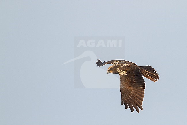 Western Marsh Harrier - Rohrweihe - Circus aeruginosus ssp. aeruginosus, Oman, 1st cy stock-image by Agami/Ralph Martin,