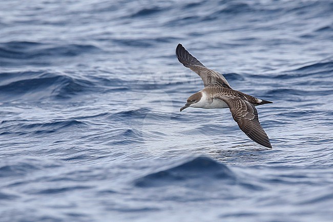 Great shearwater (Ardenna gravis) flying, with the sea as background, in Brittany, France. stock-image by Agami/Sylvain Reyt,