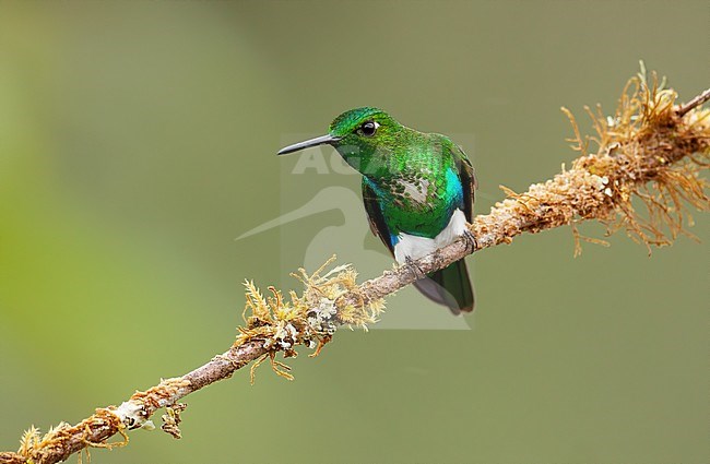 Birds of Peru, an Emerald-bellied Puffleg stock-image by Agami/Dubi Shapiro,