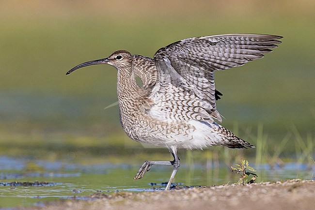 Eurasian Whimbrel (Numenius phaeopus), side view of an adult spreading its wings, Campania, Italy stock-image by Agami/Saverio Gatto,