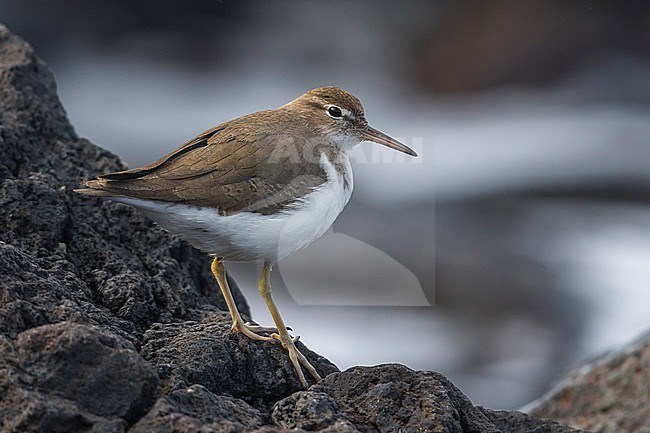 Amerikaanse Oeverloper, Spotted Sandpiper, Actitis macularius stock-image by Agami/Daniele Occhiato,
