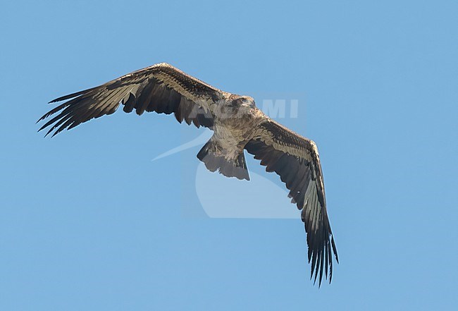 Immature Pallas's Fish-Eagle (Haliaeetus leucoryphus) near Qurayyat, northern Oman. 7th record for Oman. Endangered species with a world population of around 2000 mature birds. This concerns a 2CY bird. stock-image by Agami/Eduard Sangster,