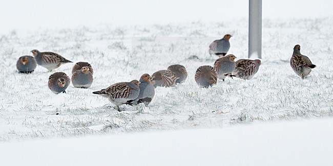 Patrijs in de sneeuw, Grey Partridge in the snow stock-image by Agami/Markus Varesvuo,