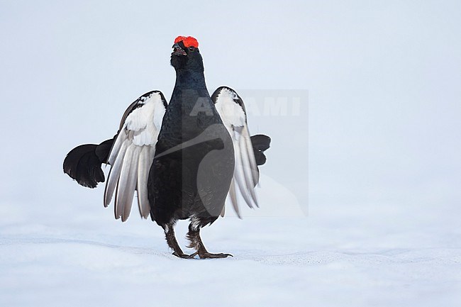 Adult male Black Grouse (Lyrurus tetrix tetrix) at a lek in Germany during early spring with lots of snow. stock-image by Agami/Ralph Martin,