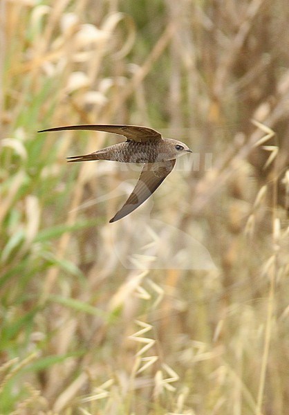 Adult Pallid swift (Apus pallidus), brehmorum subspecies, flying, with green and yellow vegetation as background, in Southern France. stock-image by Agami/Sylvain Reyt,