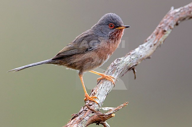 Mannetje Provencaalse Grasmus op een tak; Male Dartford Warbler perched on a branch stock-image by Agami/Daniele Occhiato,