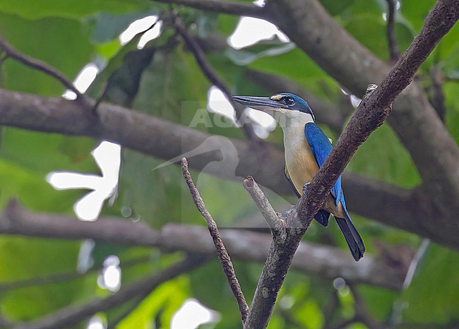 Melanesian Kingfisher, Todiramphus tristrami, in Papua New Guinea. stock-image by Agami/Pete Morris,