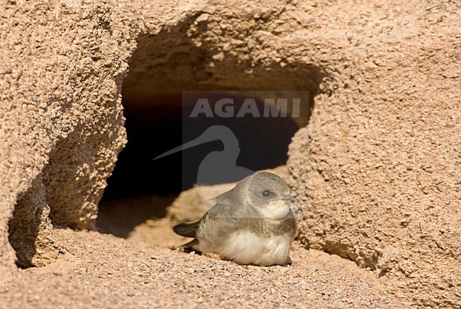 Oeverzwaluw bij nesthol; Sand Martin at nest opening stock-image by Agami/Jari Peltomäki,