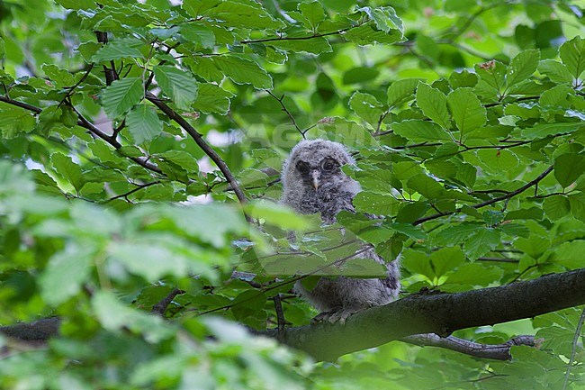 Ural Owl - Habichtskauz - Strix uralensis macroura, Germany, juvenile stock-image by Agami/Ralph Martin,