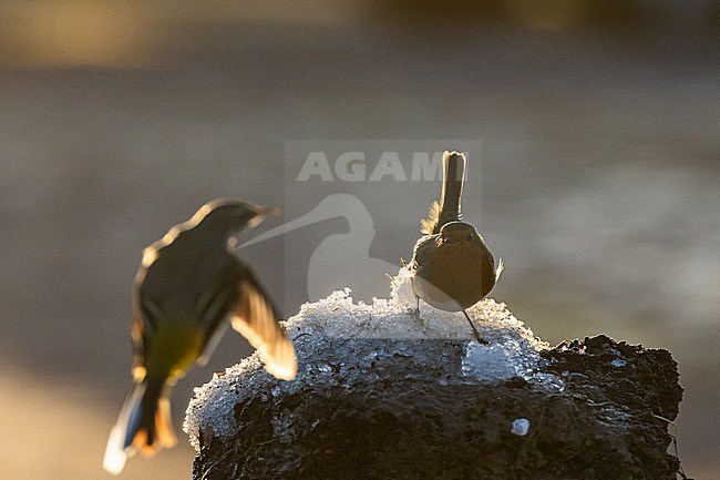  stock-image by Agami/Menno van Duijn,