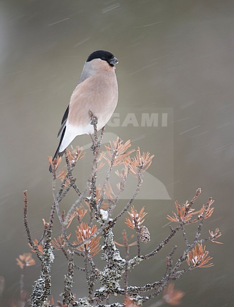 Vrouwtje Goudvink in de winter; Female Eurasian Bullfinch in winter stock-image by Agami/Han Bouwmeester,