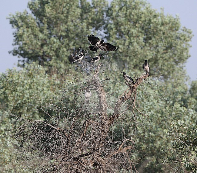 Mesopotamian Crwo, Corvus corone ssp. capellanus stock-image by Agami/James Eaton,