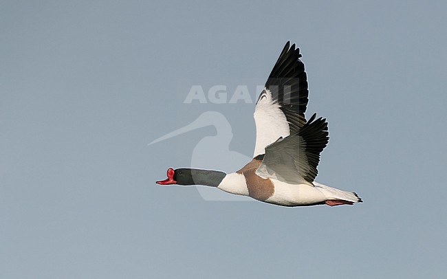 Common Shelduck (Tadorna tadorna) single bird in fligth stock-image by Agami/Helge Sorensen,