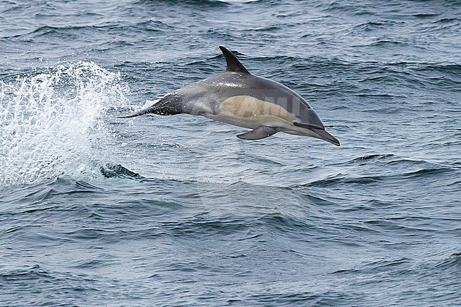 Long-beaked Common Dolphin (Delphinus capensis), individual jumping out of water, Western Cape, South Africa stock-image by Agami/Saverio Gatto,