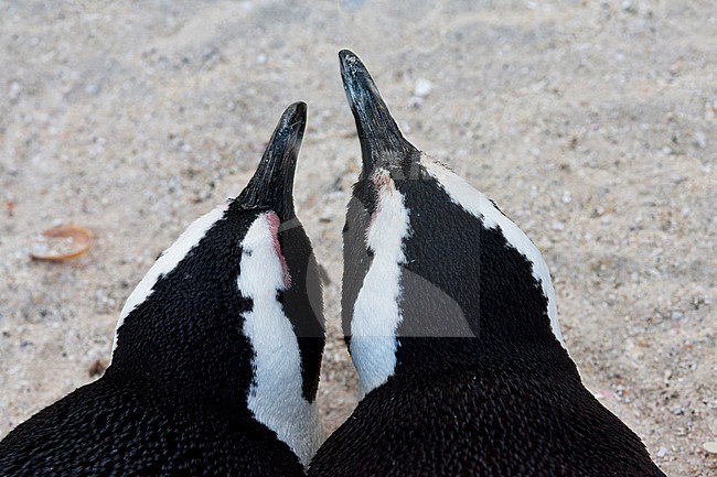 Jackass Penguin (Spheniscus demersus) at Boulders Beach, Simon's town, South Africa stock-image by Agami/Marc Guyt,