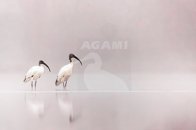 Sacred Ibis (Threskiornis aethiopicus) in Italy. stock-image by Agami/Daniele Occhiato,