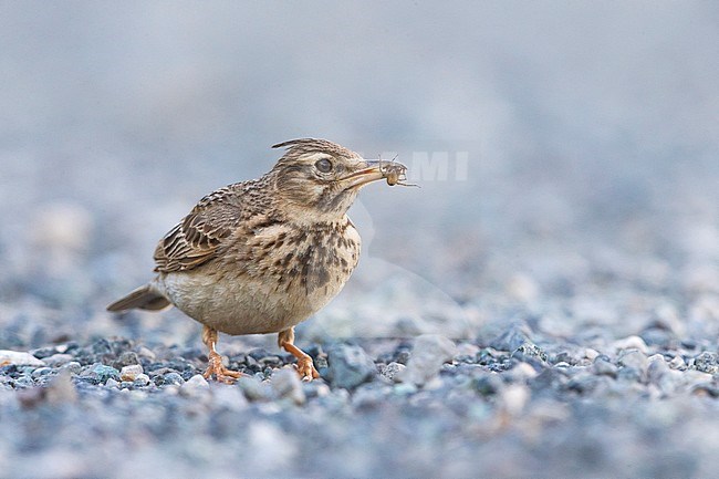 Crested Lark (Galerida cristata neumanni) with prey stock-image by Agami/Daniele Occhiato,