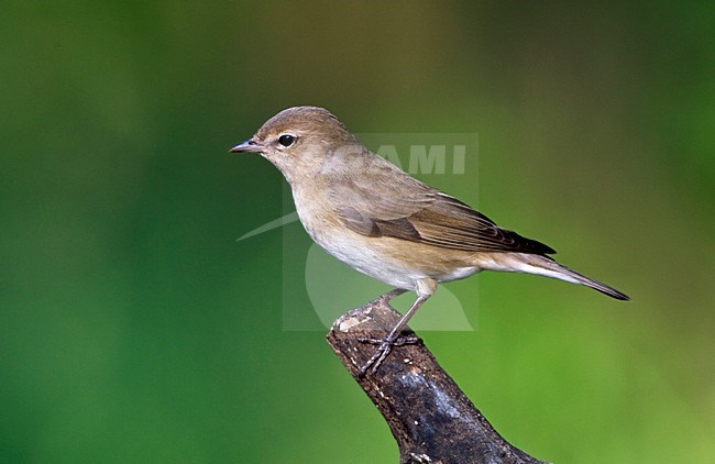 Tuinfluiter zittend op een tak; Garden Warbler perched on a branch stock-image by Agami/Marc Guyt,