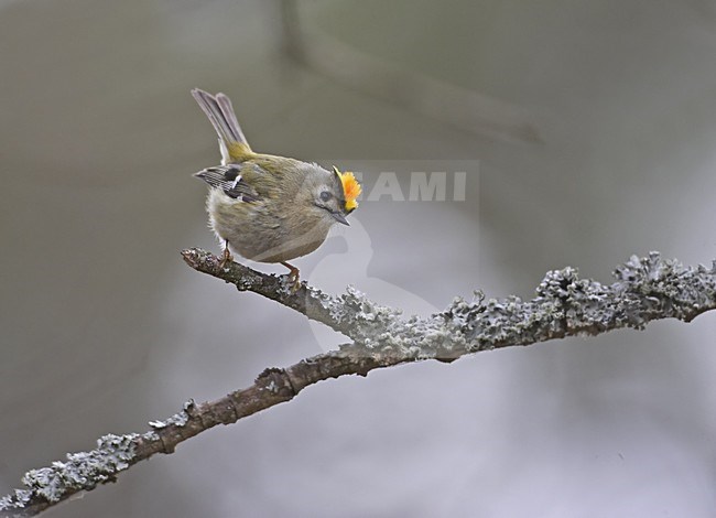 Goldcrest perched on branch; Goudhaan zittend op tak stock-image by Agami/Markus Varesvuo,