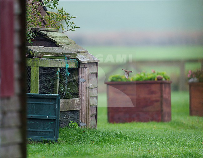 Eurasian Tree Sparrow (Passer montanus) flying from a old shed on a farm. bird in sideview stock-image by Agami/Ran Schols,