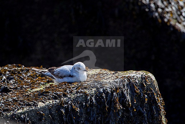 Immature Ross's Gull (Rhodostethia rosea) during spring at the harbour pier of Scheveningen,  Netherlands. A rare arctic vagrant. Resting on a rock. stock-image by Agami/Marc Guyt,
