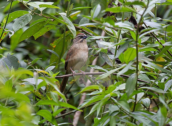 Rusty Sparrow (Aimophila rufescens) adult perched in a bush stock-image by Agami/Andy & Gill Swash ,