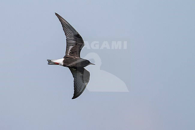 White-winged Tern - Weissflügel-Seeschwalbe - Chlidonias leucopterus, Poland, adult stock-image by Agami/Ralph Martin,