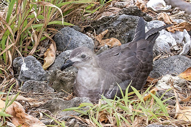 Kermadec Petrel (Pterodroma neglecta). Photographed during a Pitcairn Henderson and The Tuamotus expedition cruise. stock-image by Agami/Pete Morris,