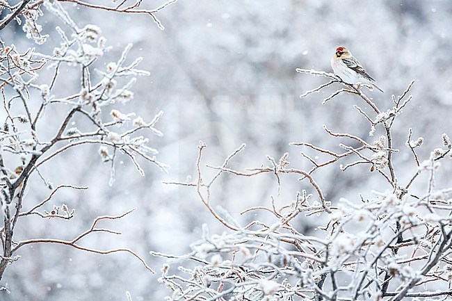 Groenlandse witstuitbarmsijs; Hornemann’s Arctic Redpol stock-image by Agami/Chris van Rijswijk,